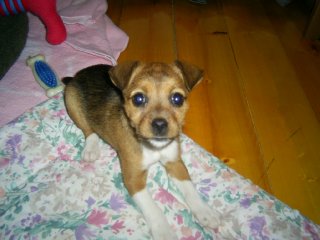 Scout